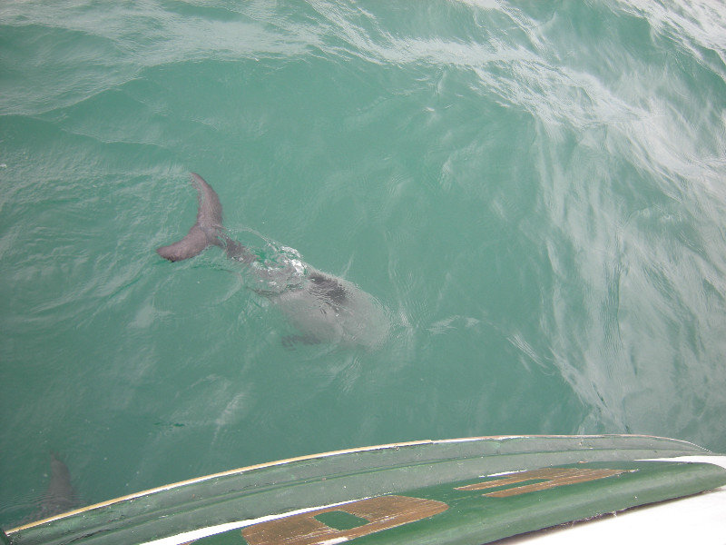 22. Hectors Dolphin