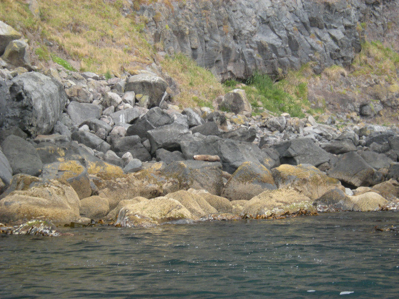 28. Seal Colony at Flea Bay, Akaroa