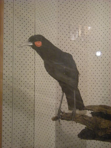 53. Huia Bird (Male).  Last Seen 1908