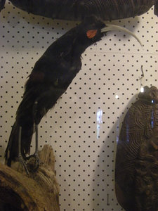 54 Huia Bird (Female).  Last Seen 1908