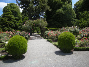47. The Rose Garden, Botanical Gardens