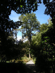 57. D in the New Zealand Gardens with a Very Tall Tree