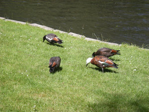 59. Ducks, Botanical Gardens