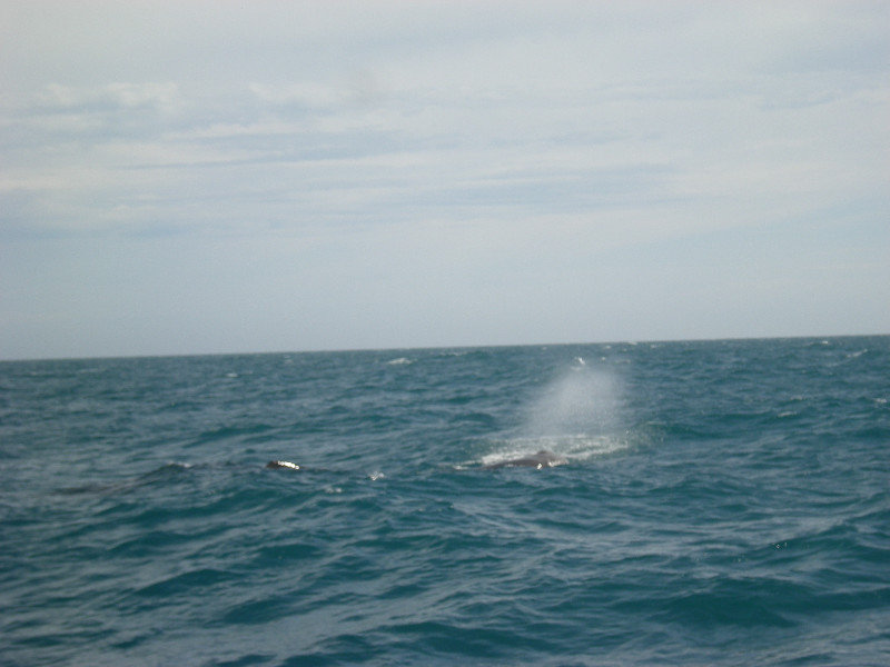 25. First Whale Sighting - Sperm Whale Spouting