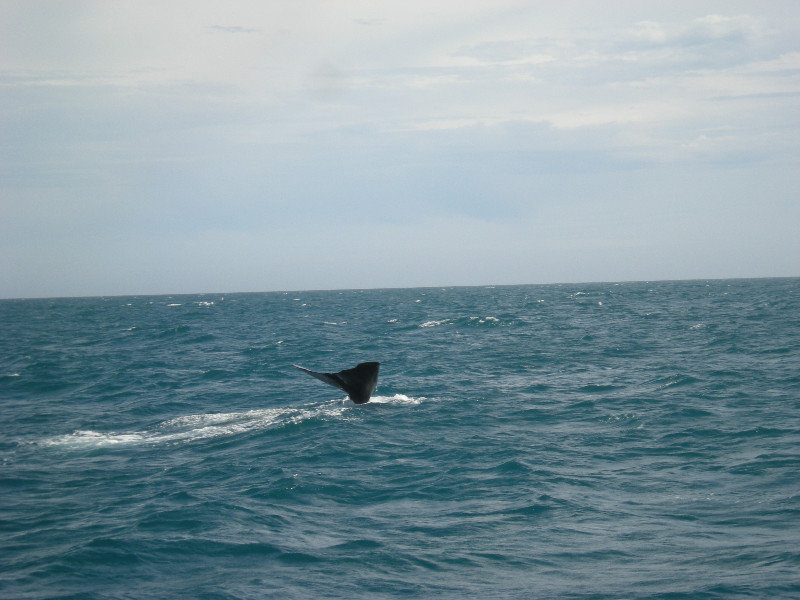 26. First Whale Sighting-Sperm Whale Diving