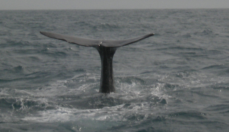 27. Second Whale Sighting- Sperm Whale Diving