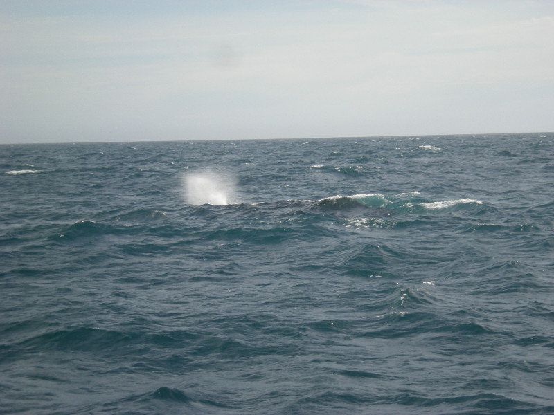 28. Third Whale Blowing