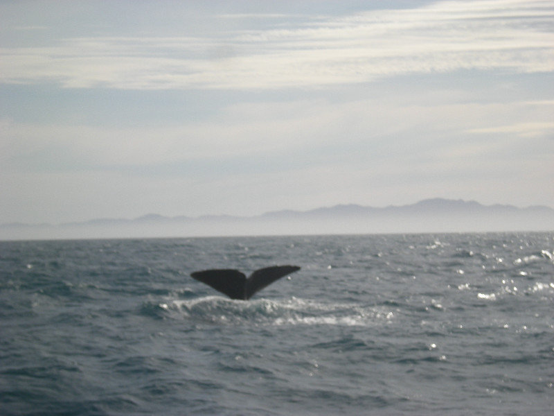 29. Third Sperm Whale Diving