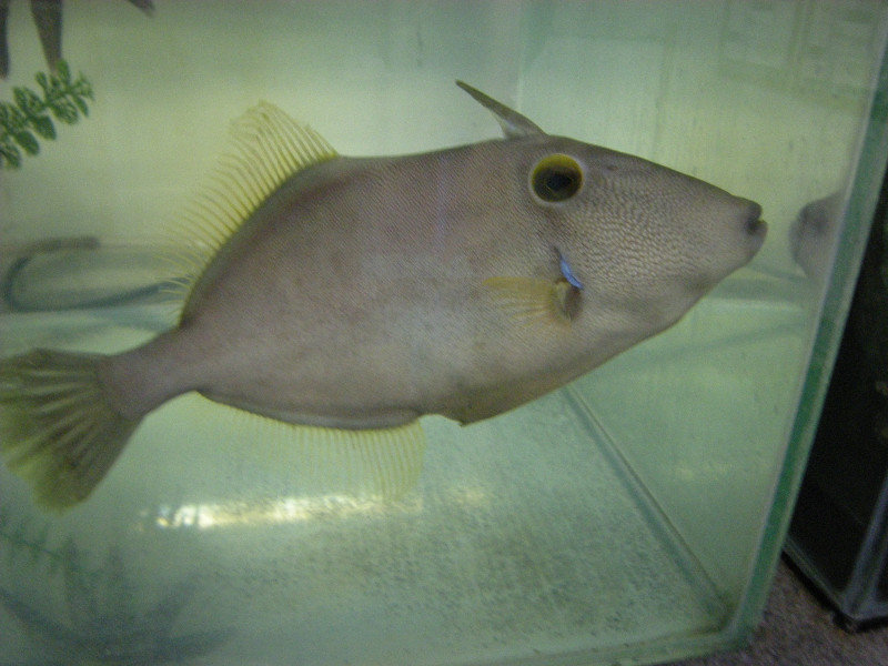 14. Fish at the Aquarium