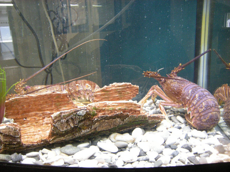 15. Crayfish at the Aquarium