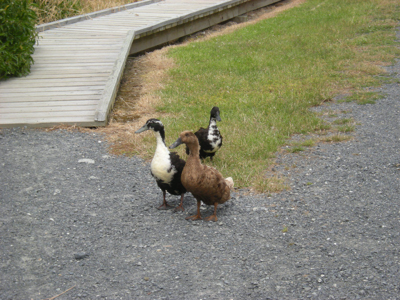 25. Ducks on Fyffe Quay - Kaikora Peninsula Walkway