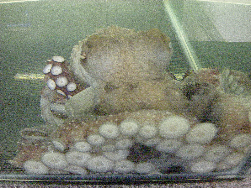 13. Squid at the Aquarium (1)