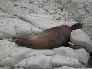 28. Fur Seal at Point Kean, Kaikoura Peninsula Walkway