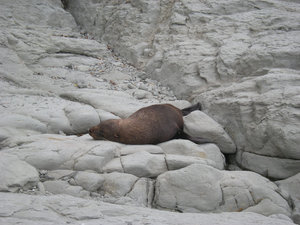 30. Let Sleeping Seals Lie - Point Kean, Kaikoura Peninsula Walkway