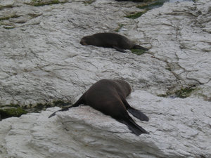 33. Point Kean Seal Colony, Kaikoura Peninsula Walkway