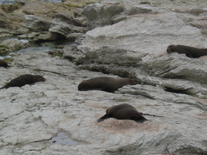 34. Point Kean Seal Colony, Kaikoura Peninsula Walkway