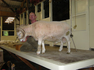 39.  The Ram - Point Sheep Shearing Show