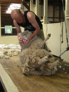 41. The Point Sheep Shearing Show