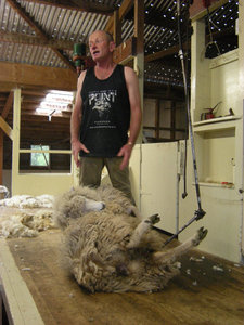 42. The Point Sheep Shearing Show