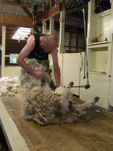 43. The Point Sheep Shearing Show