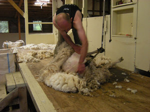 44. The Point Sheep Shearing Show