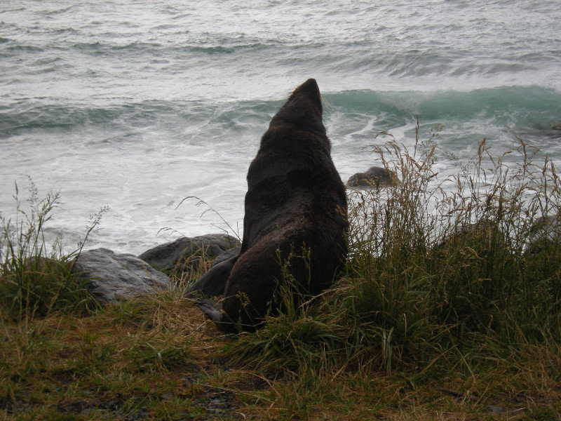 15 Ohau Seal Colony