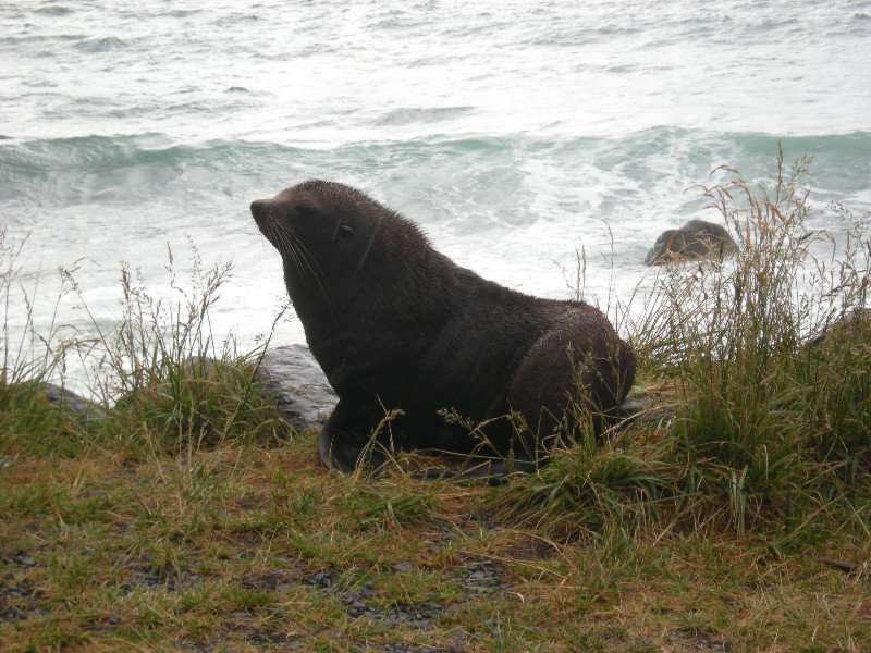 16 Ohau Seal Colony