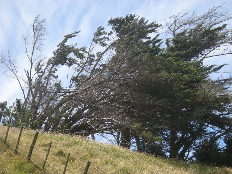 25. How the Wind affects  Wharariki Beach and Us