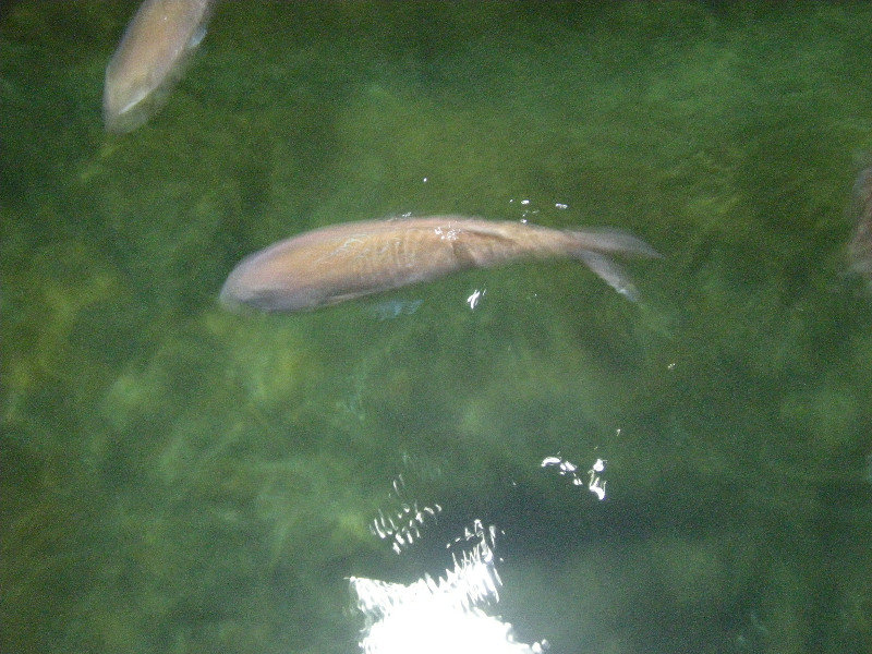 4. Fish - Picton Aquarium