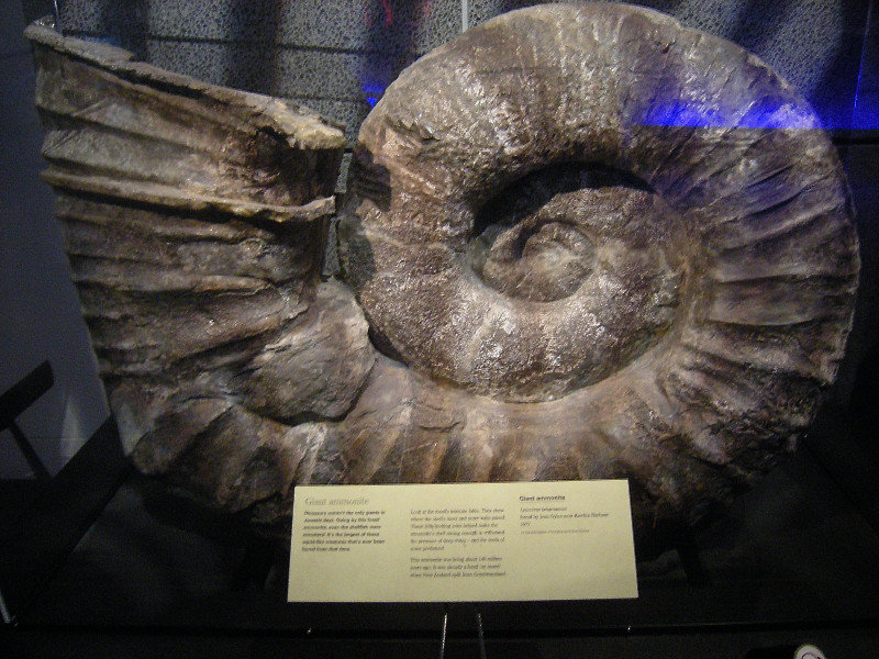 6. Giant Ammonite