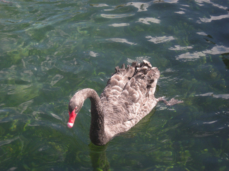 10. Black Swan Petersen Wharf Taupo