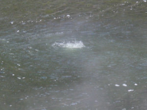32. Bubbling Frying Pan Lake, Waimangu Volcanic Valley