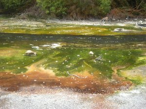 35. Hot Water Creek & Springs, Waimangu Volcanic Valley