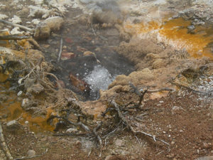 41. Hot Springs of Mother Earth, Waimangu Volcanic Valley