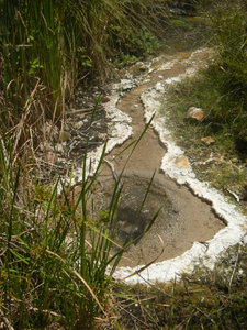 56. Clamshell Spring,  Waimangu Volcanic Valley