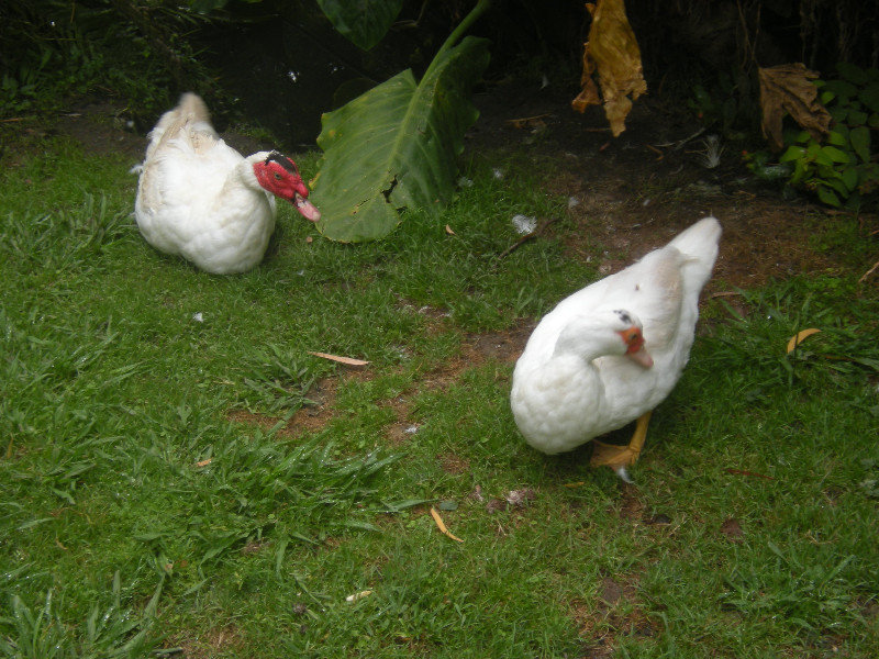 3. Ugly Ducks Katikati Bird Gardens