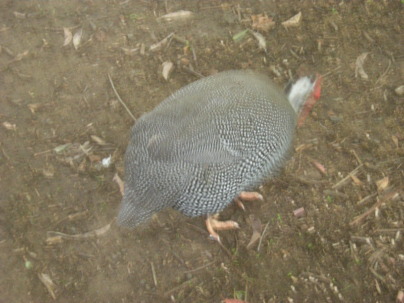 4. Turkey, Katikati Bird Gardens