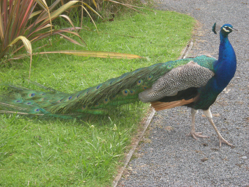 7. Peacock, Albino  Katikati Bird Gardens
