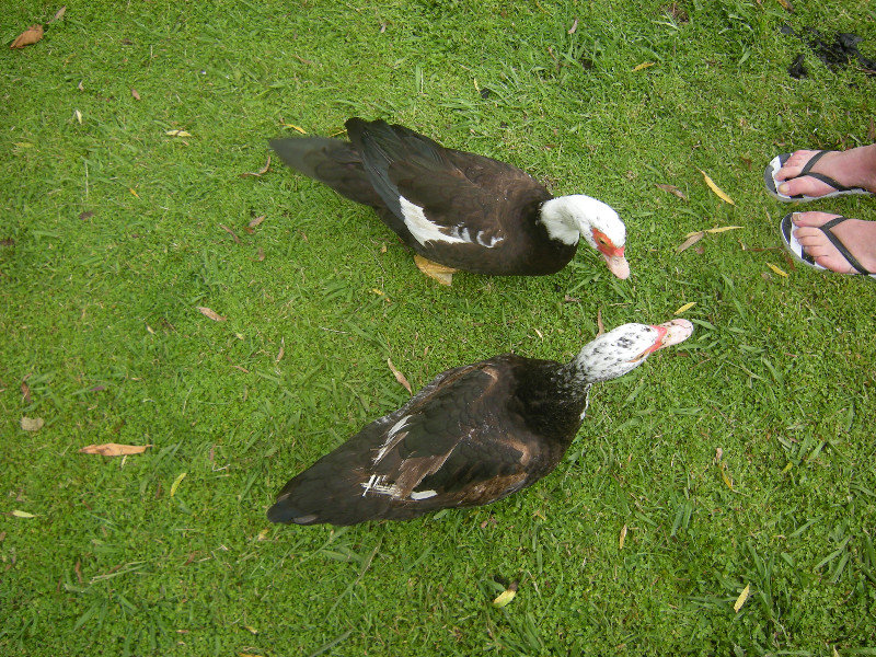 11. Ducks & M's Feet, Katikati Bird Gardens