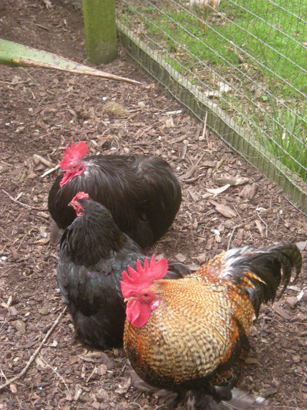 13. Hens & Cockerel,