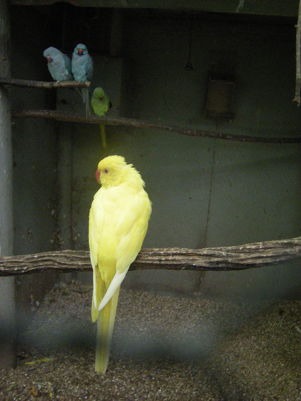 15. Indian Ring Neck Parakeet