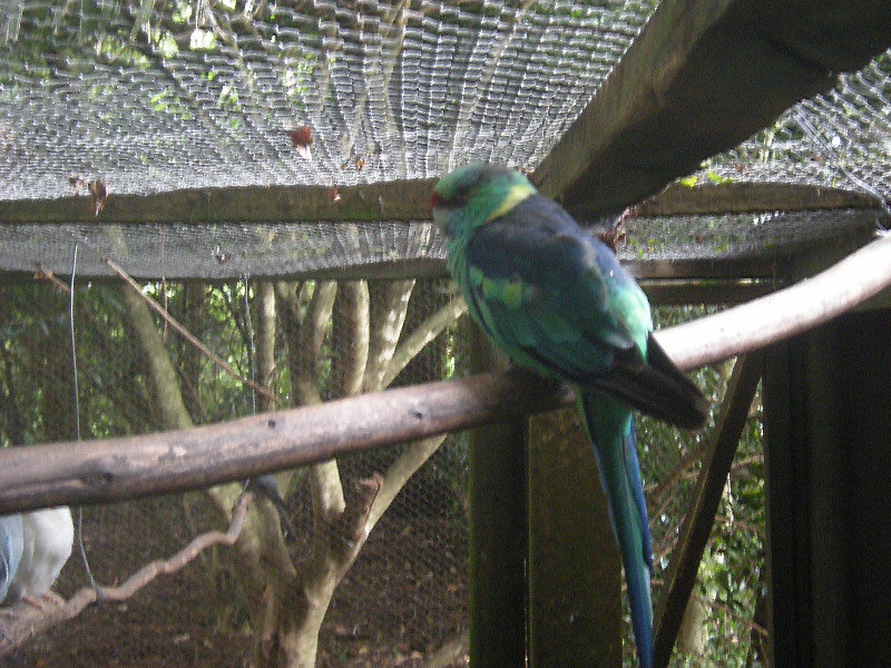 17. Mallee Ringneck, Katikati Bird Gardens