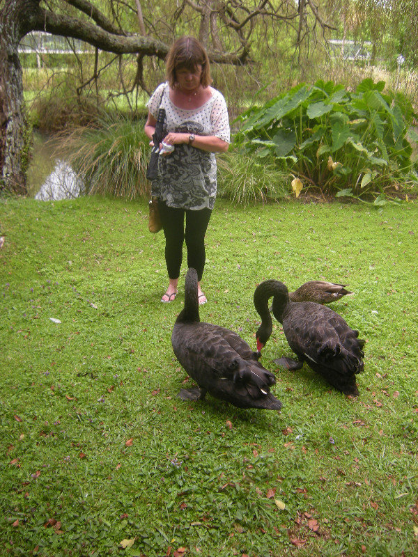 22. M feeding  Black Swans, Katikati Bird Gardens