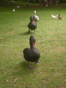 20. Black Swans, Katikati Bird Gardens