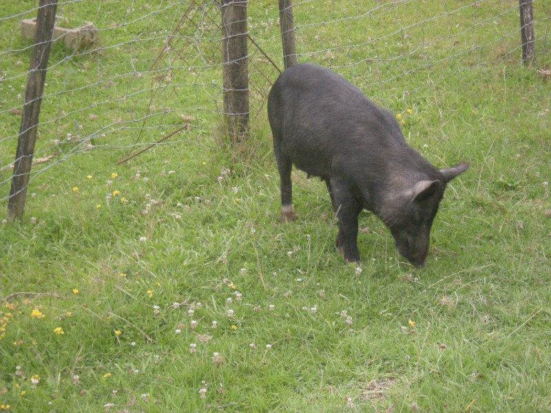 2. Pig on Route 309