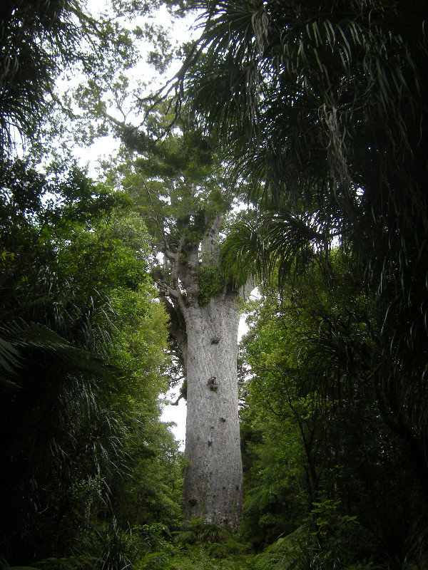 30. Te Mahuta Kauri Tree