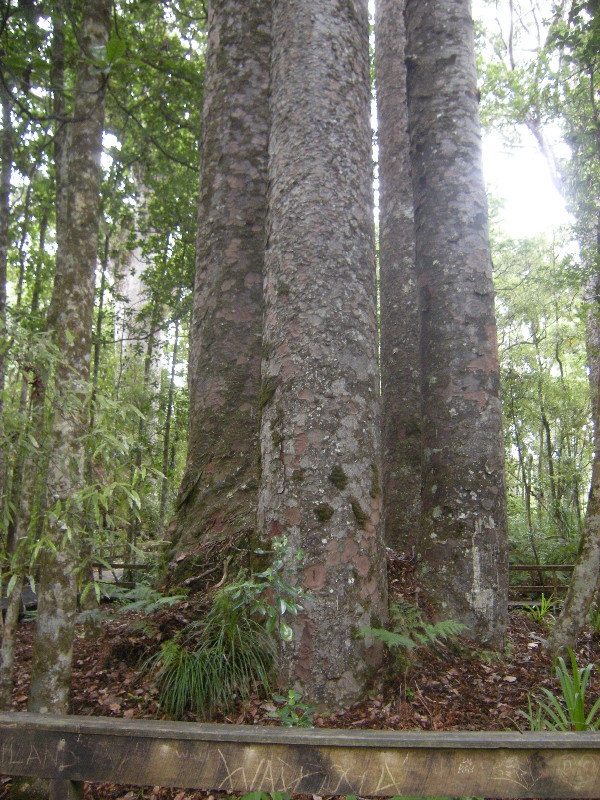 34. The Four Sisters, Waipoua Forest
