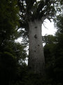 29. Te Mahuta Kauri Tree