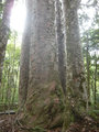 33. The Four Sisters, Waipoua Forest