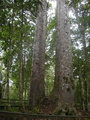36. The Four Sisters, Waipoua Forest